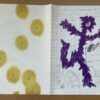Reip, Melanie Counsell~Hugues - Agnès b., Point d'ironie #44 - Image 2
