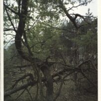 Histoire(s) parallèle(s) : Création confrontation France/Pays-Bas